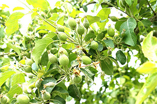 りんご通信 第1回のイメージ