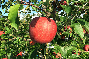 りんご通信 第2回のイメージ