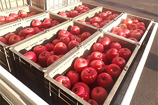 りんご通信 第3回のイメージ