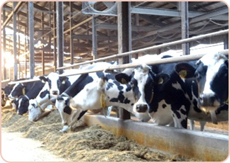 飼料を食べる牛達。グループ毎に飼料の中身を変える管理体制に感心しっぱなし。たくさん食べておいしい牛乳出すんだよ！