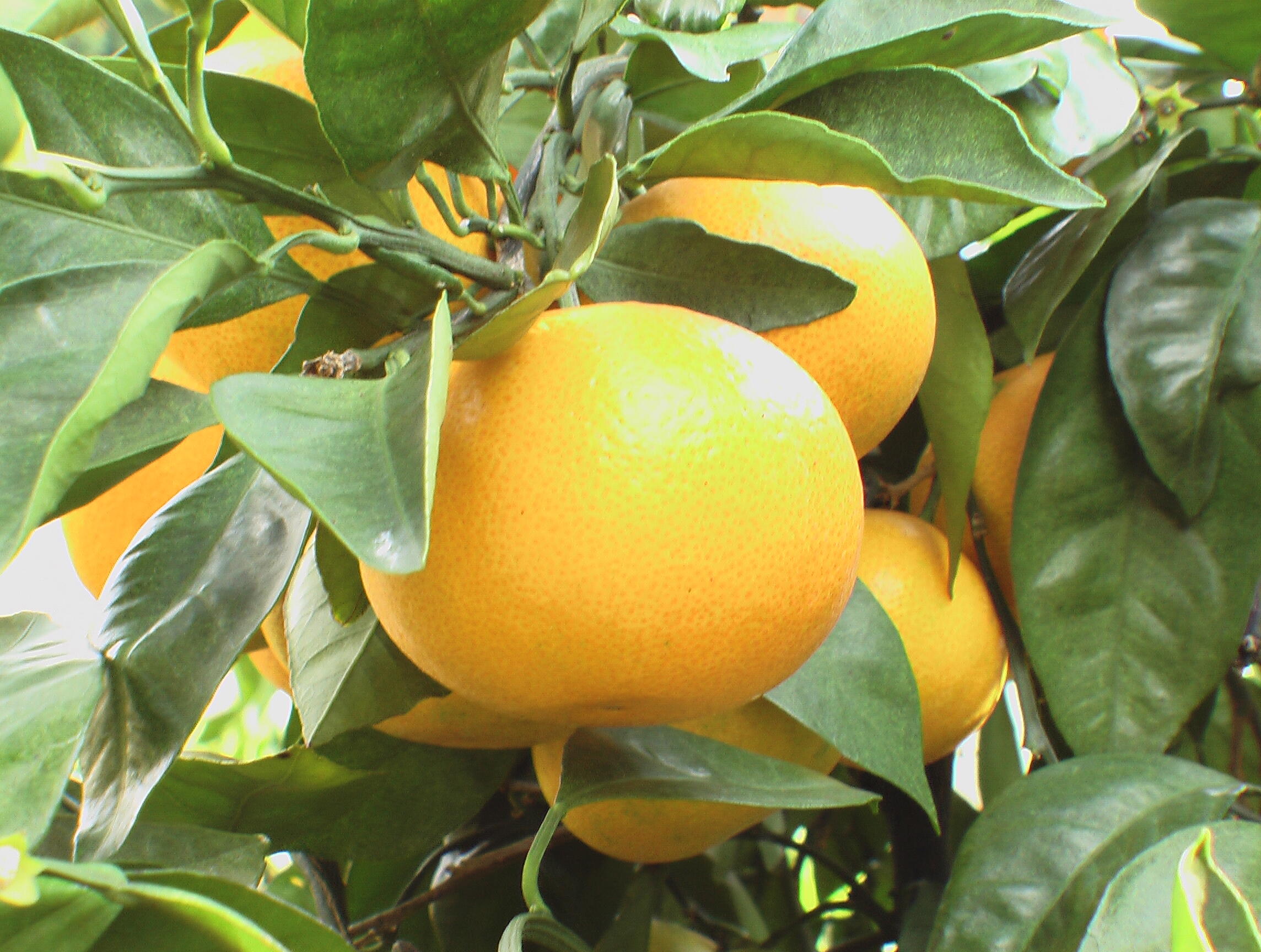美味的橙子有一个秘密！充满承诺的【果汁】Ehime mikan魅力何在？