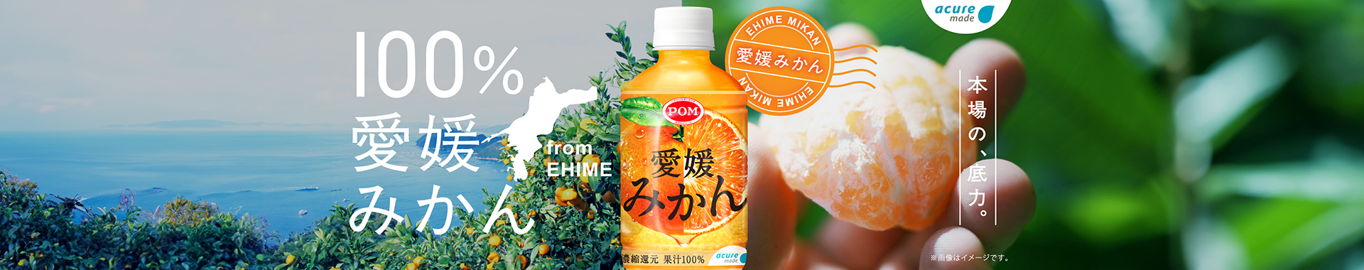 愛媛みかん