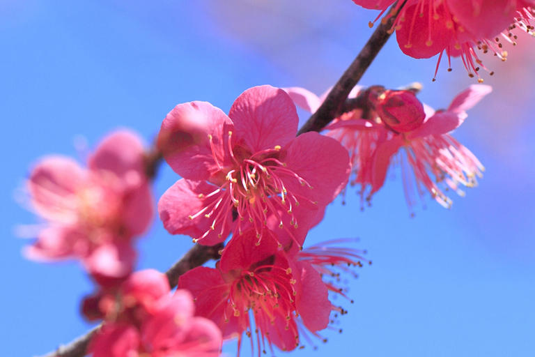 "April begins" Wake, "Ohanami" origin, etc. ... Useful for new life ?! Small neta & communication techniques related to <spring>
