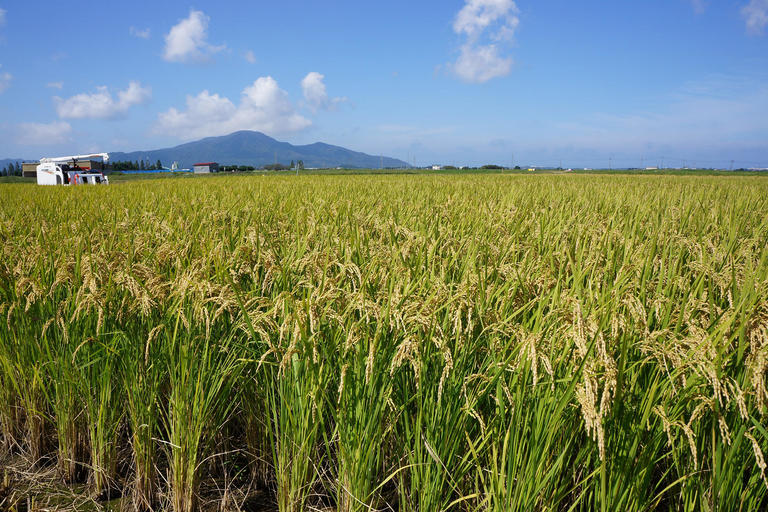 新潟的傳統和創新催生的水稻新時代<信之助>