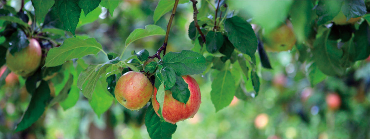 青森りんごシリーズ_photo2