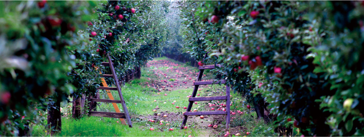 青森りんごシリーズ_photo3