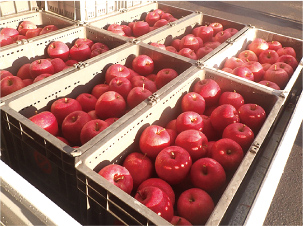 りんご通信　第3回