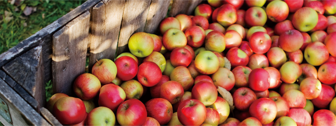 青森りんごシリーズ_photo4